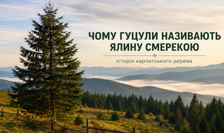 Таємниця назви та сила дерева: Чому ялину називають Смерекою?